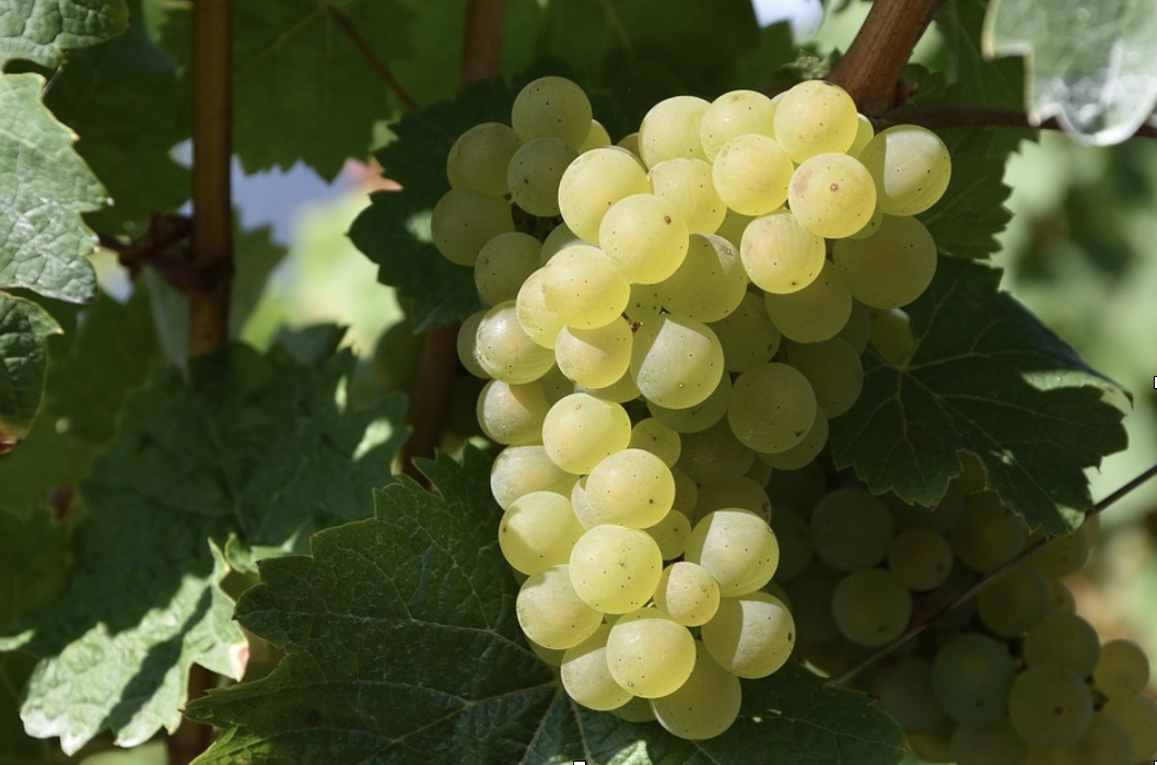 Racimo uva verdejo Bodegas Castellanas